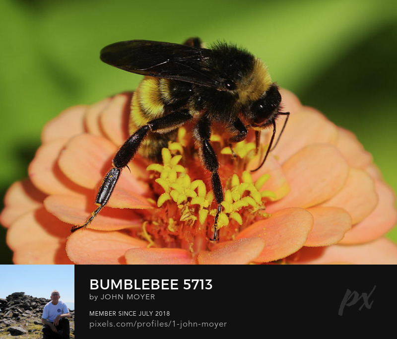American Bumble Bee (Bombus pensylvanicus) on Zinnia in Norman, Oklahoma, United States on August 17, 2023