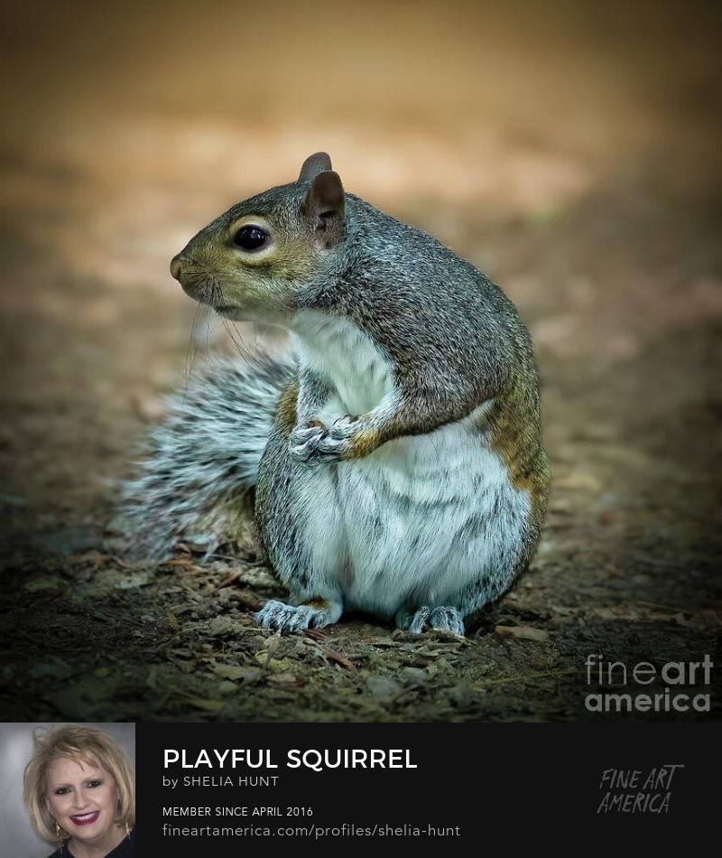 Playful Squirrel by Shelia Hunt