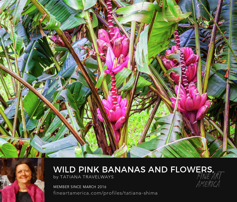 Wild pink bananas and flowers, Panama