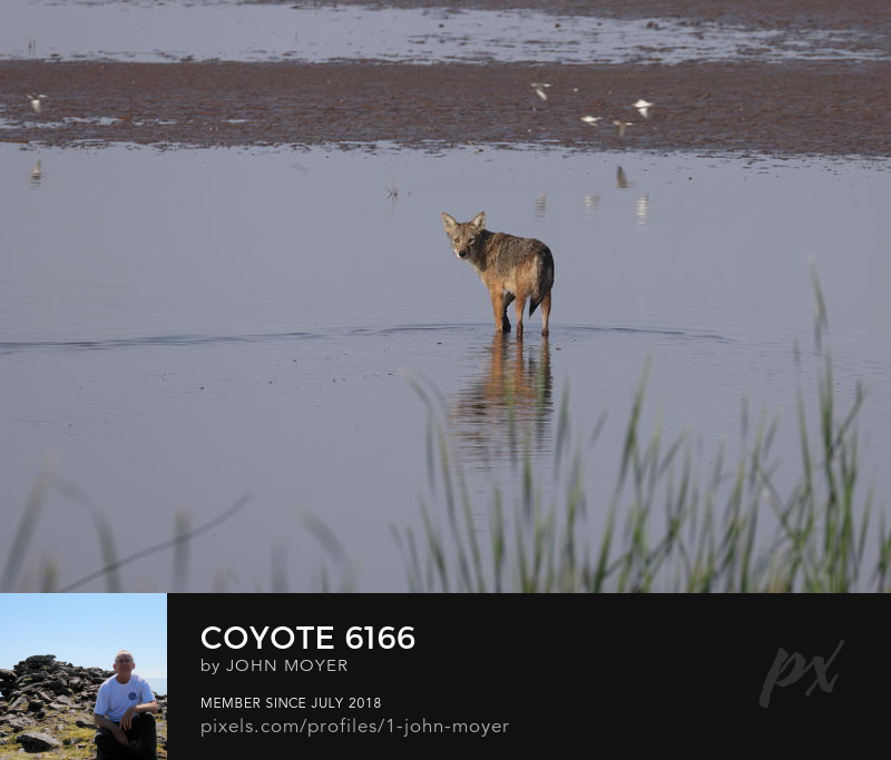 Coyote (Canis latrans) at Salt Plains National Wildlife Refuge in Oklahoma, United States on September 6, 2023