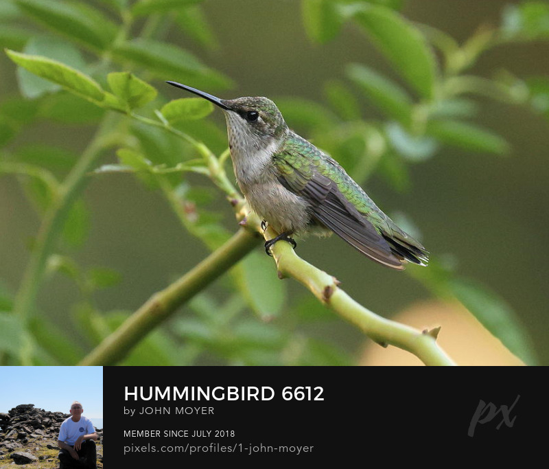 Ruby-throated Hummingbird (Archilochus colubris) on rose in Norman, Oklahoma, United States, September 29, 2023