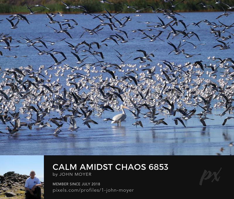A calm American White Pelican (Pelecanus erythrorhynchos) is surrounded by chaotic Franklin