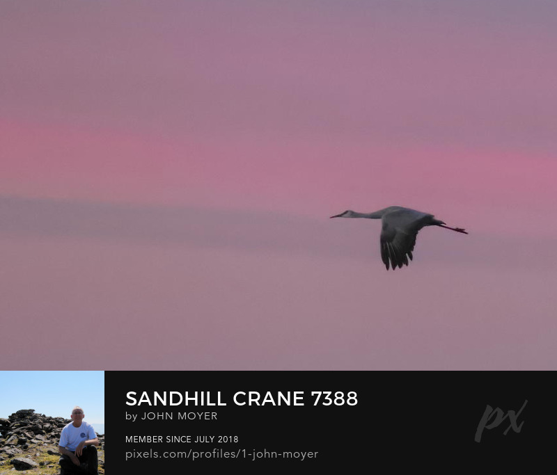 Sandhill Crane (Antigone canadensis) in dawn light at Salt Plains National Wildlife Refuge in Oklahoma, United States on November 2, 2023