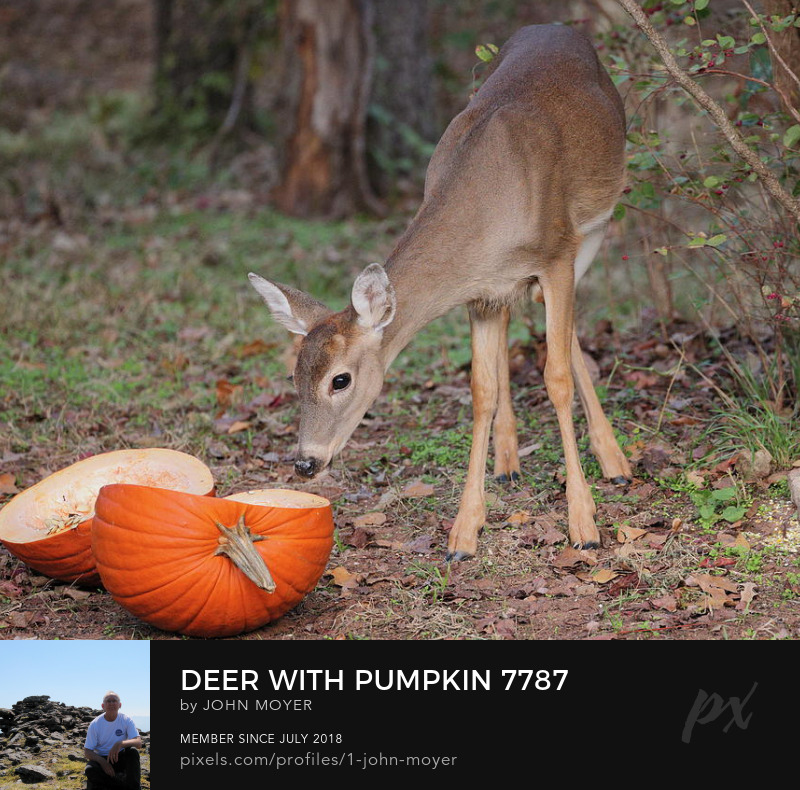 A curious young White-tailed Deer (Odocoileus virginianus) was inspecting a pumpkin in Norman, Oklahoma, United States on November 5, 2023.