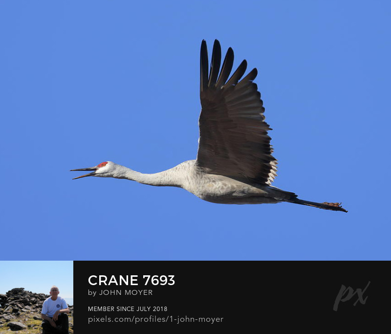 Sandhill Crane (Antigone canadensis) at Salt Plains National Wildlife Refuge in Oklahoma, United States on November 2, 2023