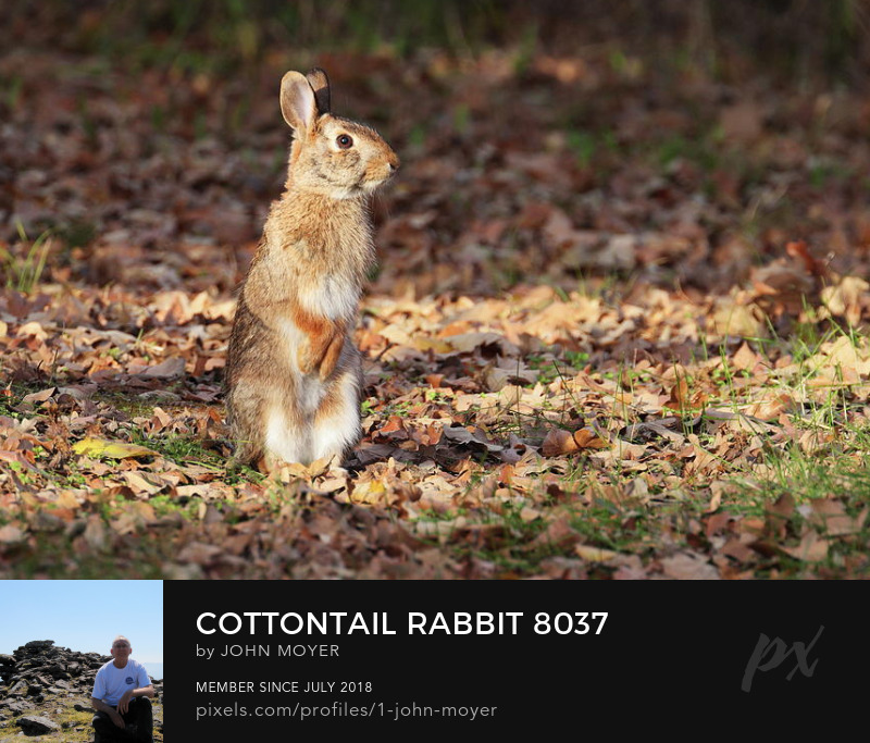 Eastern Cottontail Rabbit (Sylvilagus floridanus) in Norman, Oklahoma, United States on December 4, 2023