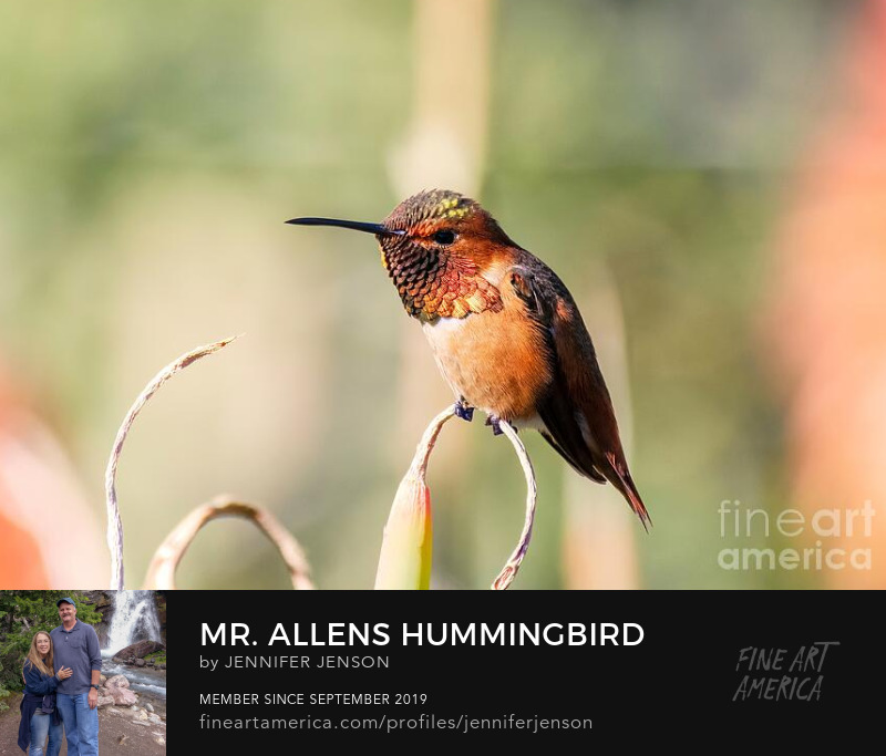 Mr. Allens Hummingbird by Jennifer Jenson