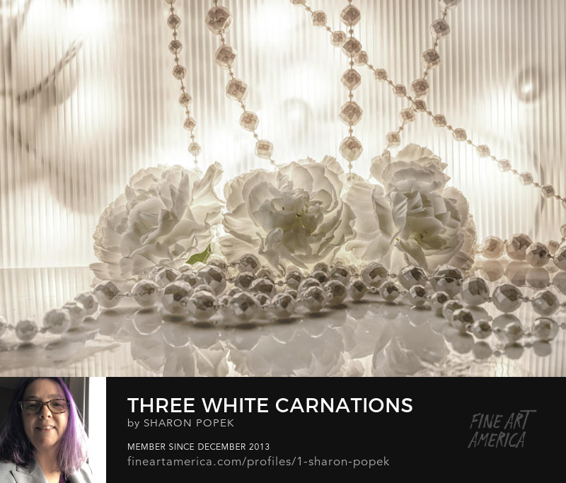 white carnations art photography prints
