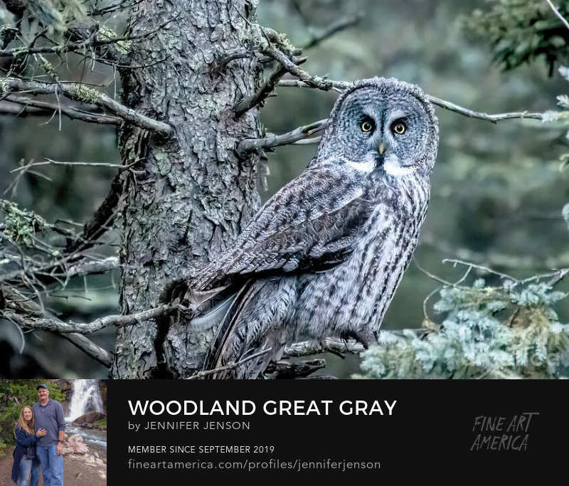 Woodland Great Gray by Jennifer Jenson