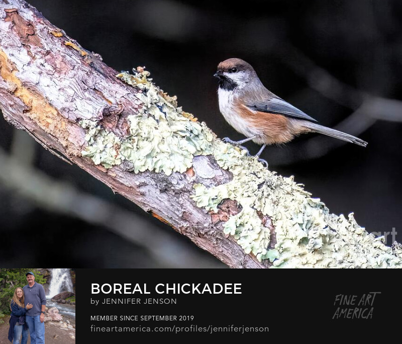 Boreal Chickadee by Jennifer Jenson