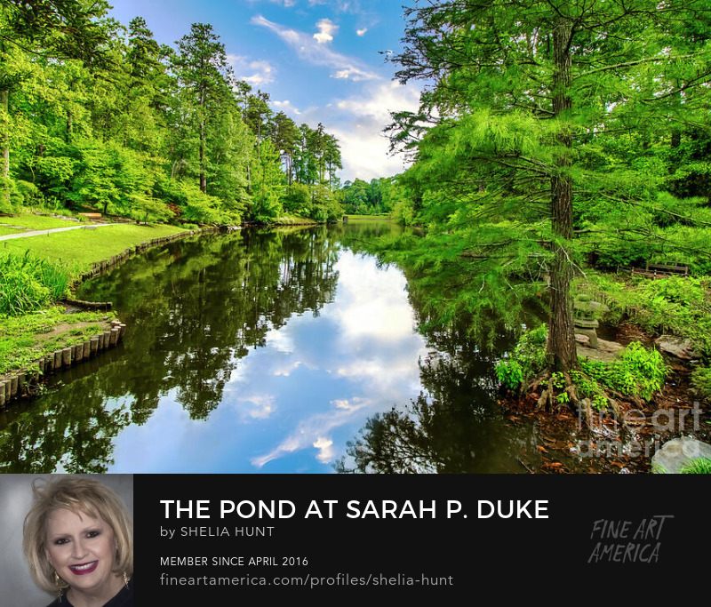 The Pond at Sarah P. Duke Gardens in Durham, North Carolina by Shelia Hunt