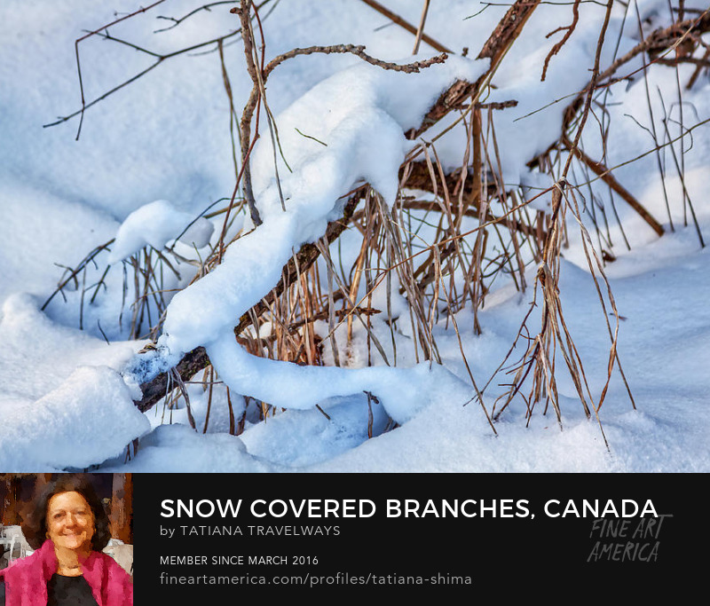 Snow covered branches in Ontario, Canada