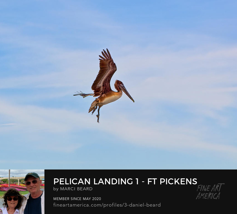 Pelican Landing 1 - Ft Pickens FL  ~~~  Photo Art by Marci Beard