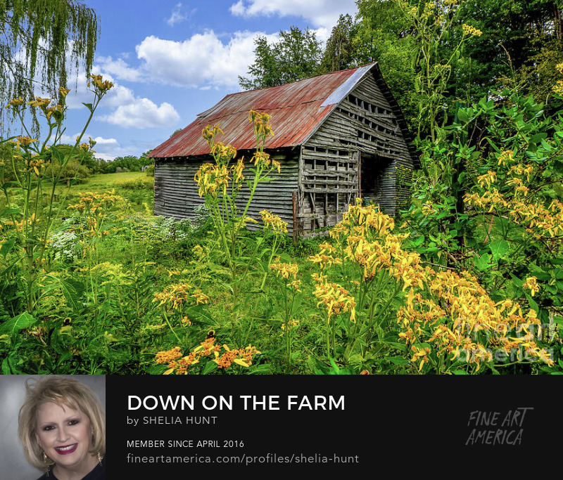 Down on the Farm by Shelia Hunt