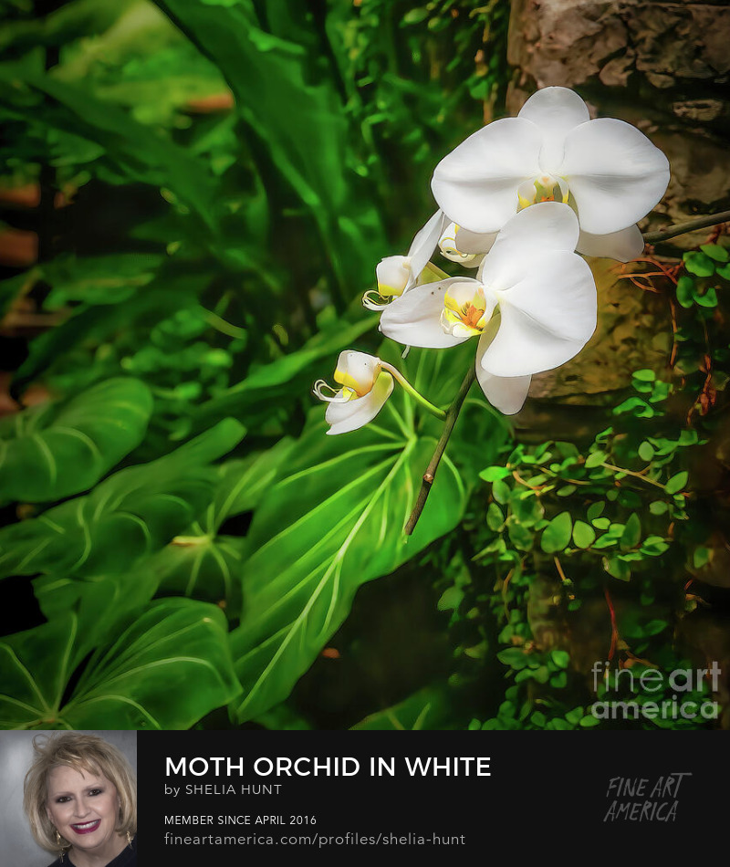 Moth Orchid in White by Shelia Hunt