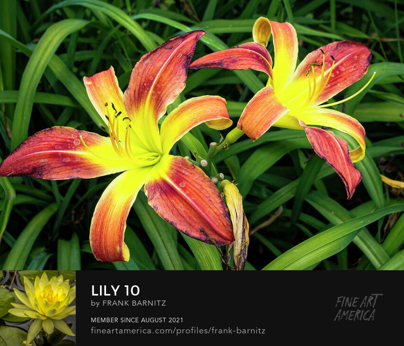 Lily 10 Frank Barnitz