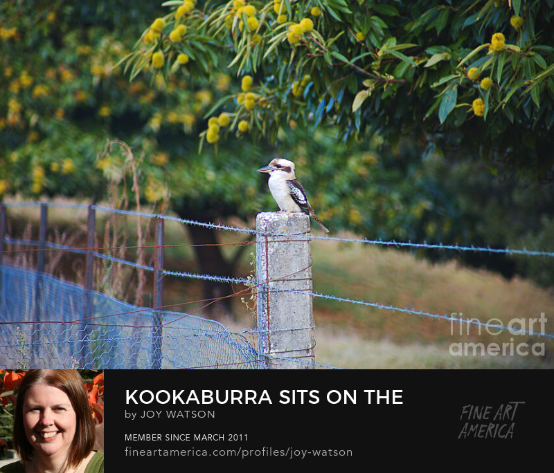 kookaburra sits on the photography joy watson