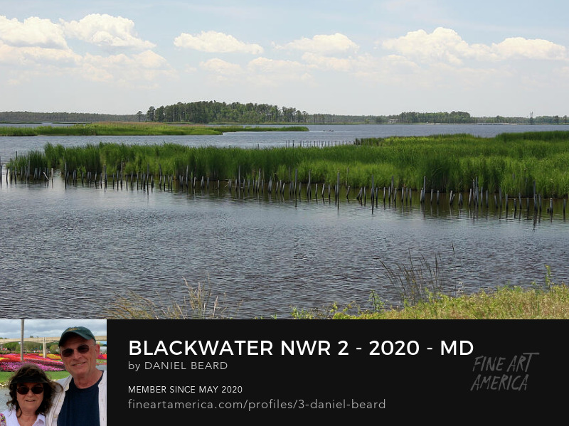 Blackwater NWR 2 - 2020 - MD  ~~~  Photo Art by Daniel Beard