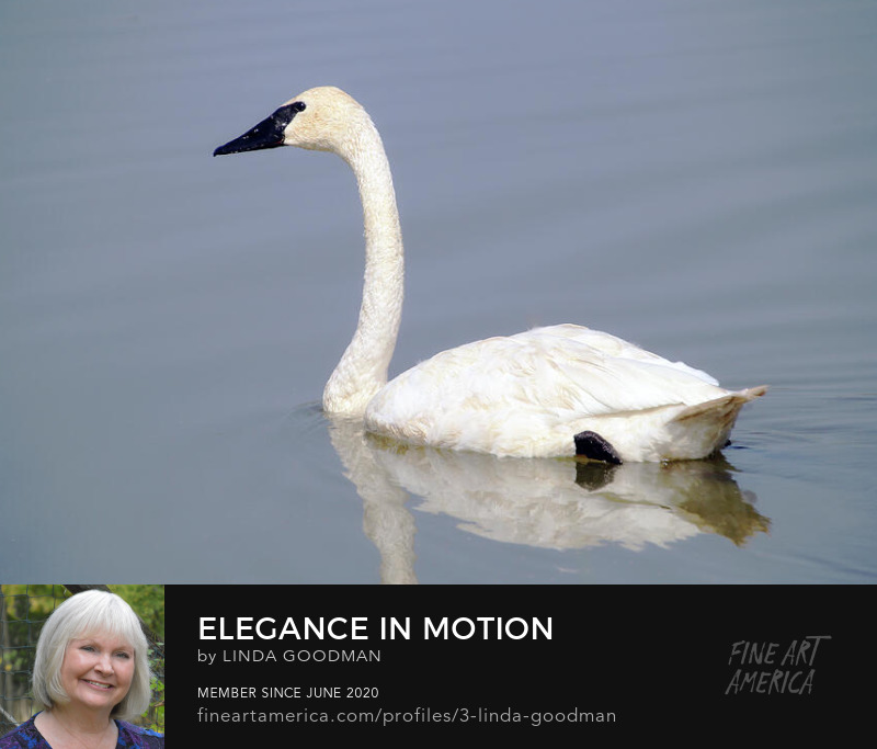 Elegance In Motion by Linda Goodman
