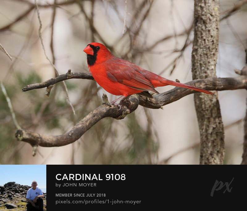 Northern Cardinal (Cardinalis cardinalis) in Norman, Oklahoma, United States on February 26, 2024