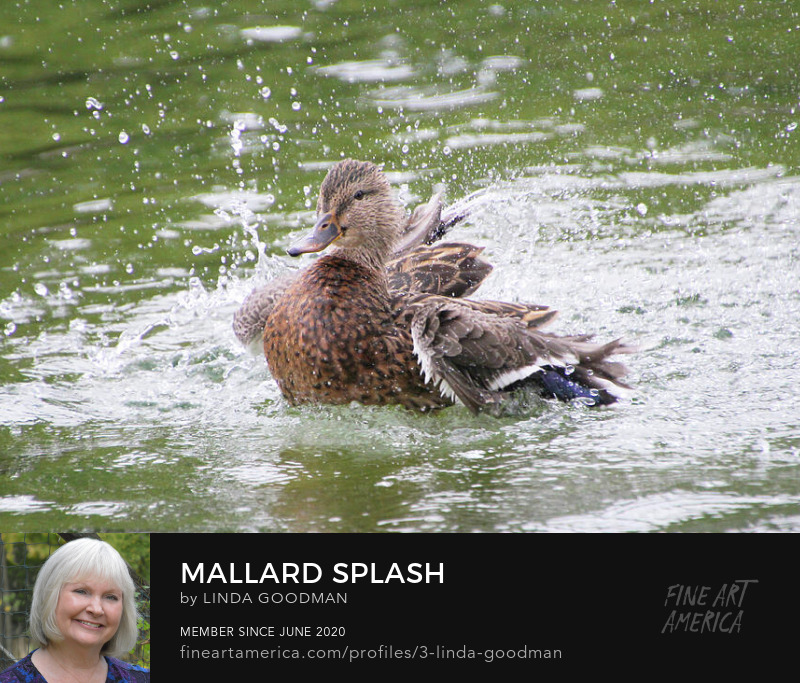 Mallard Splash by Linda Goodman
