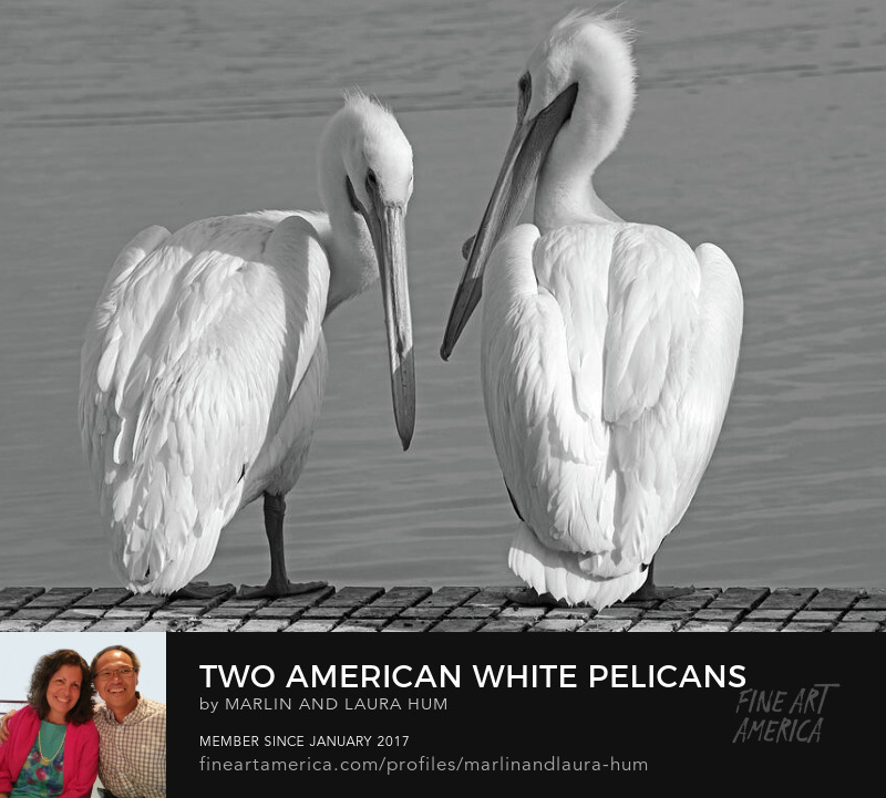 Two American White Pelicans Black and White Marlin Laura Hum
