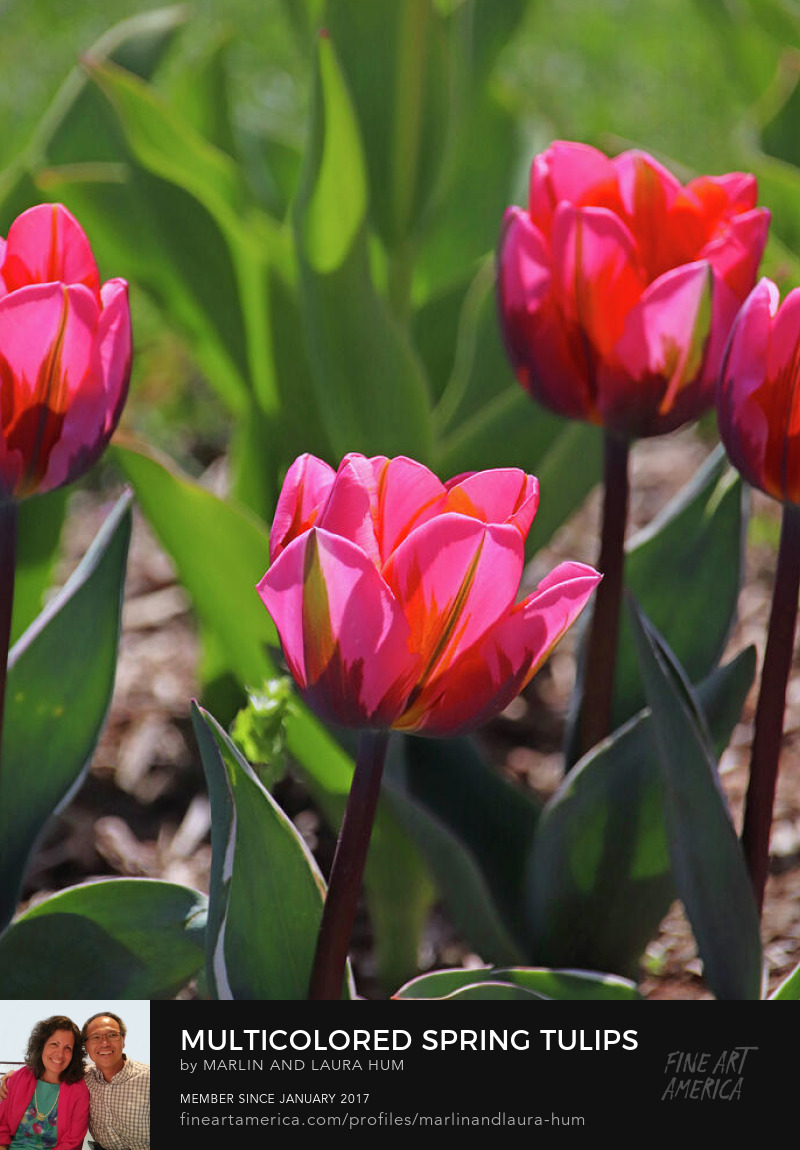 Multicolored Spring Tulips Portrait by Marlin and Laura Hum