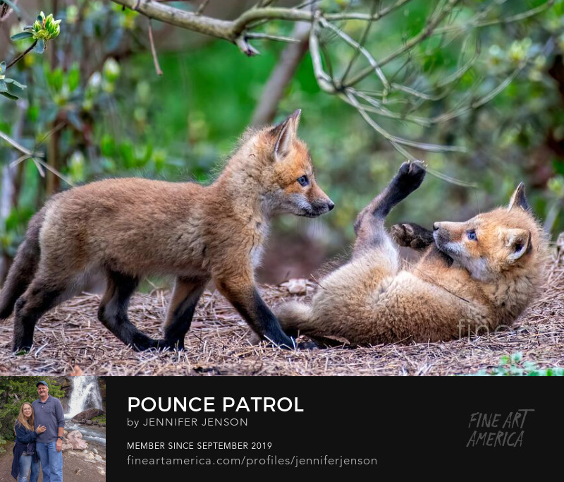 Pounce Patrol by Jennifer Jenson