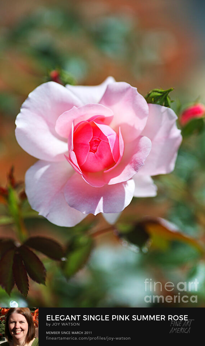 elegant single pink summer rose photography joy watson