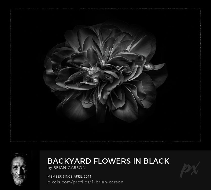 Backyard Flowers In Black And White 67 with Border by The Learning Curve Photography on Pixels