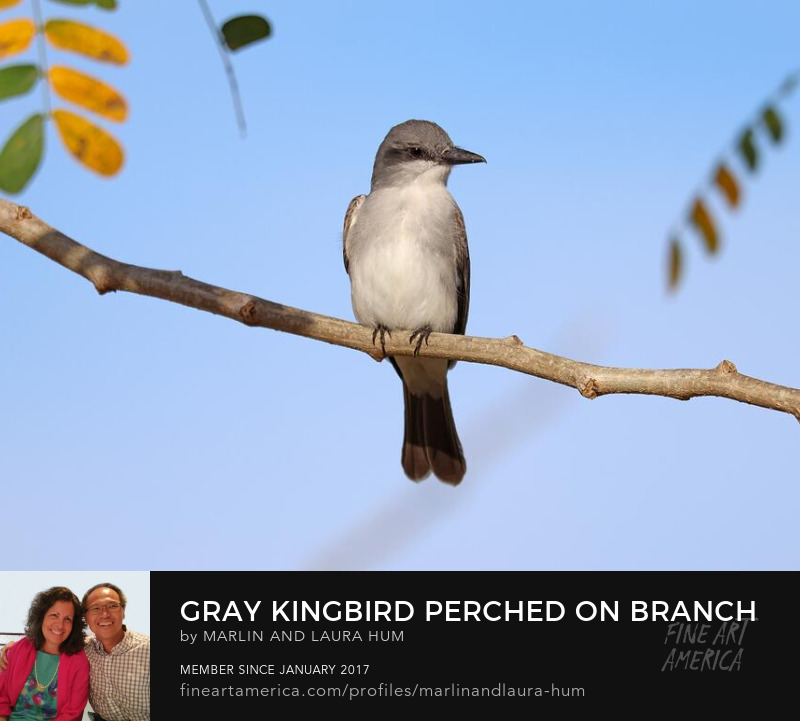 Gray Kingbird Perched on Branch by Marlin and Laura Hum