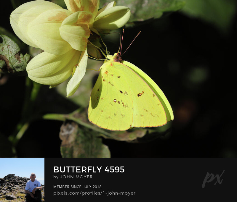 Cloudless Sulphur (Phoebis sennae) butterfly on Dahlia in Norman, Oklahoma, United States on October 5, 2025
