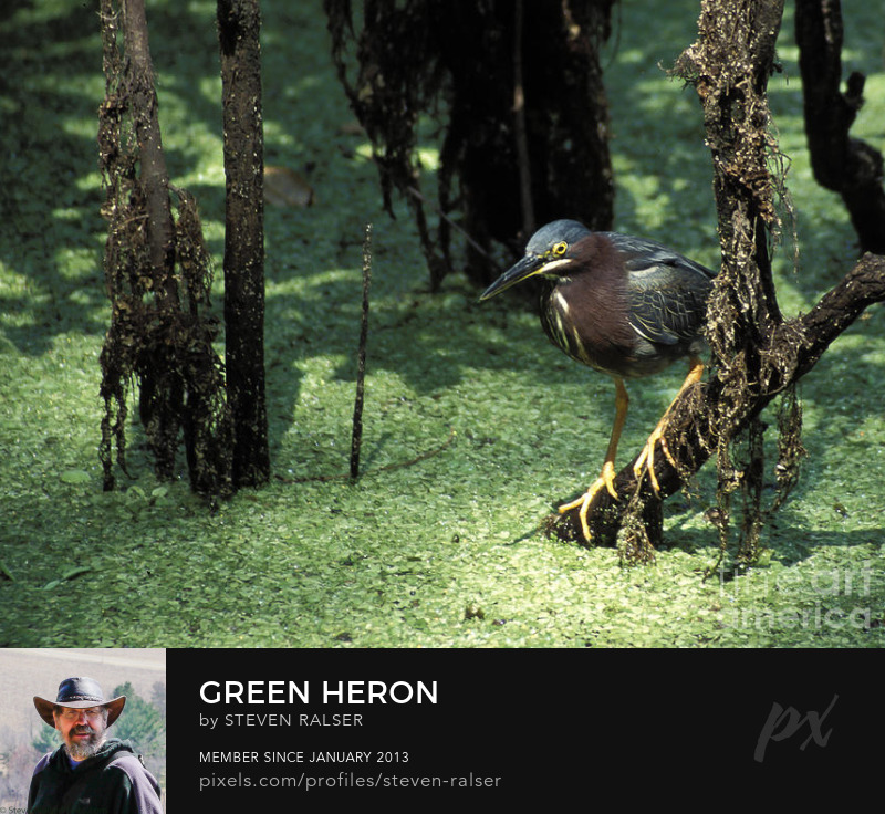 Green Heron, Corkscrew Swamp, Florida