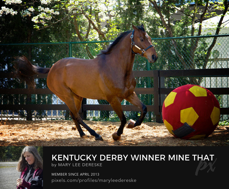 kentucky-derby-winner-mine-that-bird-enjoys-retirement-mary-lee-dereske