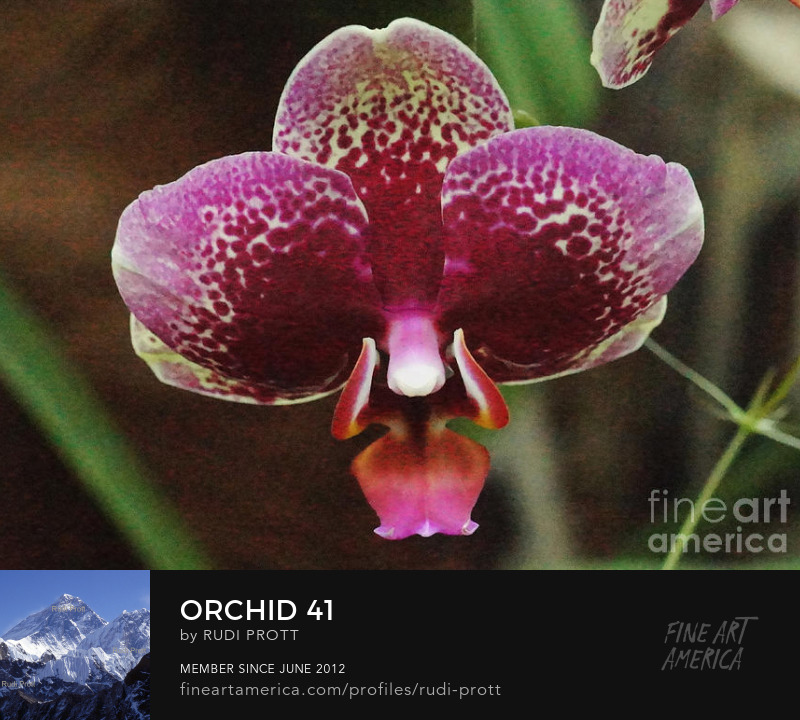 orchid by Rudi Prott