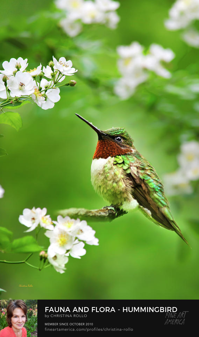 Hummingbird With Flowers Art Prints for Sale