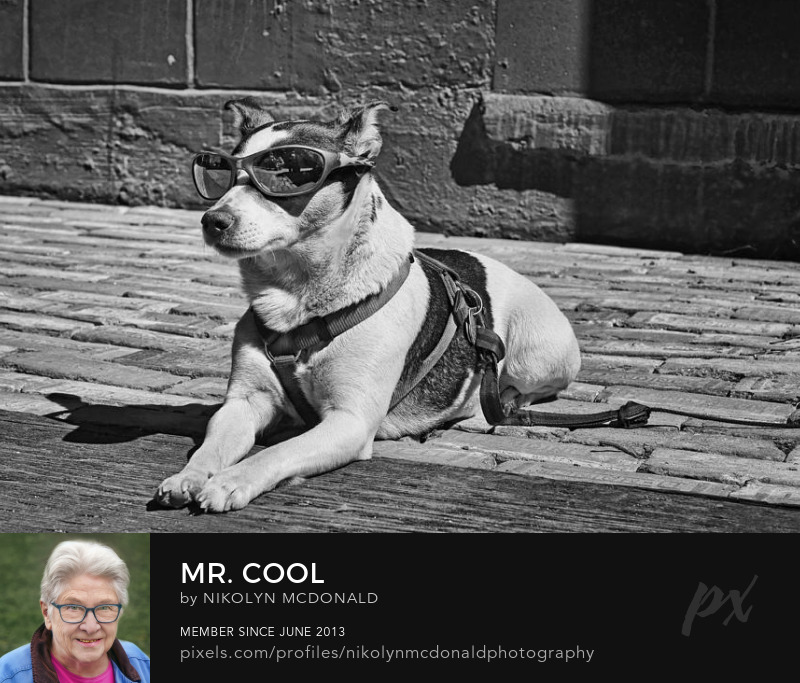 dog with sunglasses lying on sidewalk photo by nikolyn mcdonald