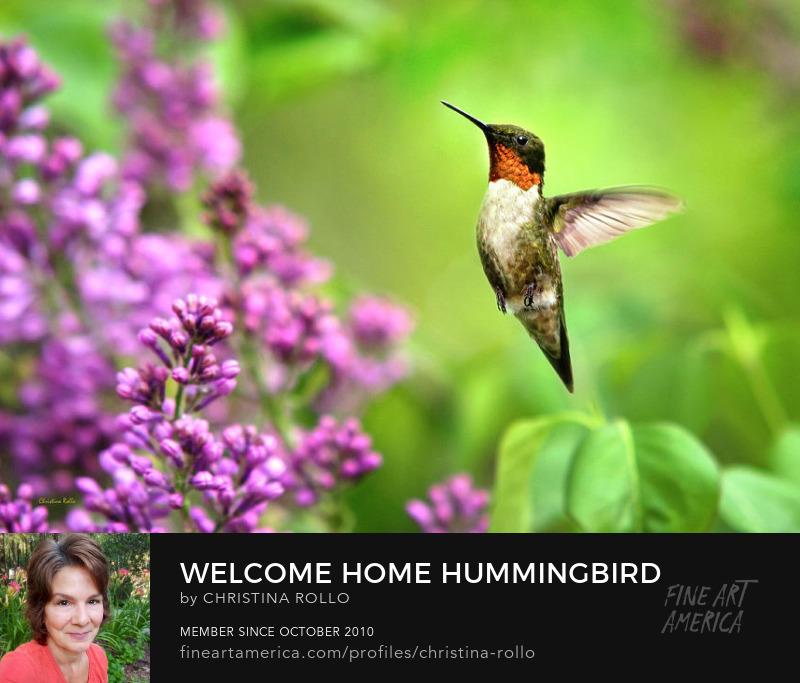 Hummingbird Photography Prints for Sale