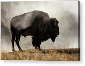 Bison in Misty Landscape Acrylic Print