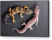 Leopard Gecko E. Macularius Collection Acrylic Print
