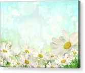 Springtime Daisies in Bloom Acrylic Print