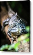 Utila Spiny-tailed Iguana, Ctenosaura Bakeri,  On Tree Branch. Acrylic Print