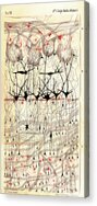 Golgi Olfactory Bulb Of Dog Acrylic Print