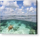 Ocean Turtle in Split View Acrylic Print