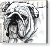 English Bulldog White Painting by Christas Designs