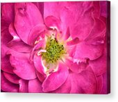 Rose Petals and Stamens - Close-up of a Fuschia Colored Flower - Macro ...