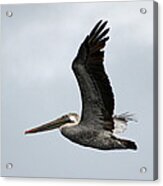 Brown Pelican In Flight Acrylic Print
