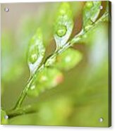 Fern Fronds Acrylic Print