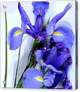 Iris -- Pretty In Purple-1 Acrylic Print