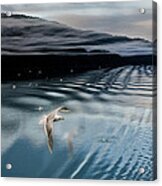 Journey With A Sea Gull Acrylic Print